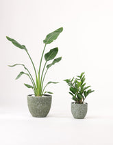 بكج الركن الاخضر (استرولايزا - زاميا )